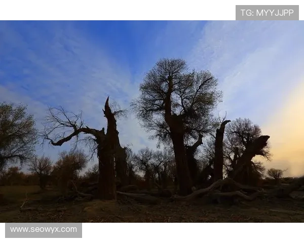 《不朽》:一场跨越时空的生命赞歌,一次触及灵魂的电影奇旅 《不朽》:一场跨越时空的生命赞歌,一次触及灵魂的电影奇旅